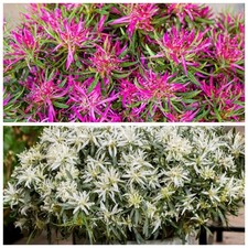 Azalea starstyle set for sale  COLCHESTER