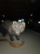 Vermont fisher cat for sale  Windsor