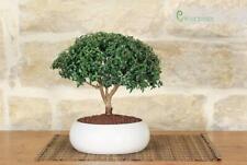 Bonsai mirto ciotola usato  Giovinazzo