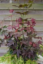 Acer palmatum ruby gebraucht kaufen  Westerstede