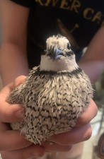 Snowflake bobwhite quail for sale  Lee
