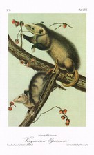 Virginia opossum animal for sale Virginia opossum animal for sale  DEREHAM