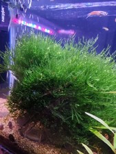 Piante per acquario usato  Pietramontecorvino