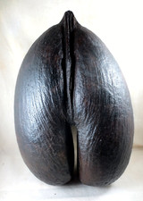 Authentique rare coco d'occasion  Neuville-de-Poitou