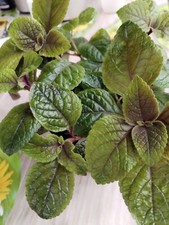 Weihrauchpflanze plectranthus  gebraucht kaufen  Langenleuba-Niederhain
