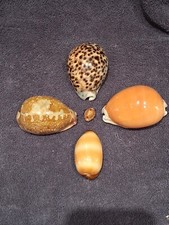 Cowries map cowry for sale  Imperial Beach