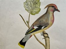 1846 bohemian waxwing for sale  NORWICH