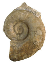 Lias lytoceras fimbriatum gebraucht kaufen  Erlangen