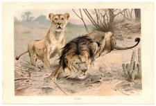 Löwe löwin panthera gebraucht kaufen  Lauenburg/ Elbe