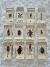 Insectes inclusion résine d'occasion  Sassenage