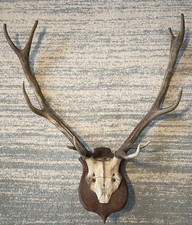 Hirschgeweih geweih antik gebraucht kaufen Hirschgeweih geweih antik gebraucht kaufen  Brand-Erbisdorf, Großhartmannsdorf