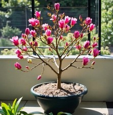 Magnolie stecklinge rot gebraucht kaufen  Kaiserslautern