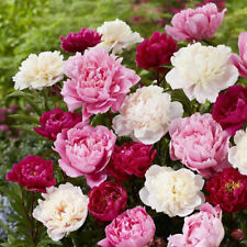 Peony mix selection for sale  WOLVERHAMPTON