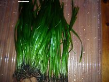 Vallisneria spiralis vallisner gebraucht kaufen  Wuppertal