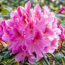 Rhododendron cosmopolitan ever for sale  UK