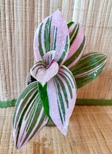 Tradescantia pink hill gebraucht kaufen  Parey