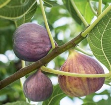 Brown turkey fig for sale  Pelzer