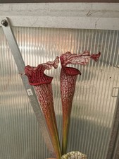 Sarracenia areolata leucophyll usato  Lanciano