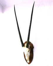 Antilope geweih jagdtrophäe gebraucht kaufen  Enger