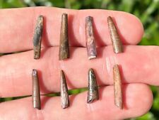 Pterosaur dinosaur tooth for sale  Coppell