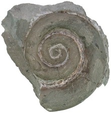 fossilien gotland gebraucht kaufen  Erlangen
