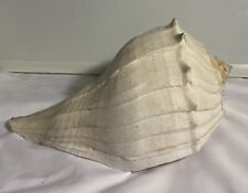 Large lightning whelk for sale  Fort Mill