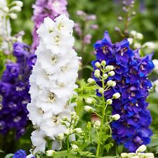 Lot graines delphinium d'occasion  Chazelles