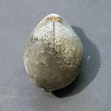 Aulacothyris resupinata fossil usato Aulacothyris resupinata fossil usato  Italia