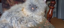 Mohair cat seated for sale  SAXMUNDHAM