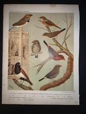 1875 cassell canaries for sale  Lowell