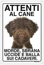 Lagotto attenti cane usato  Vertemate con Minoprio