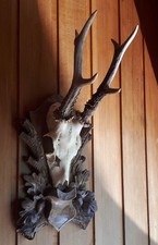 Rehgehörn kapitaler ender gebraucht kaufen Rehgehörn kapitaler ender gebraucht kaufen  Blaibach