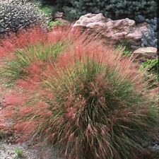 dried grasses for sale  Winter Garden