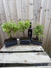 Bonsai tree buddhist for sale  PERSHORE