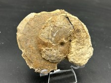Rare pair fossil for sale  Burleson