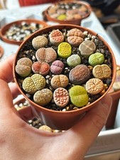 Brilliant colour lithops for sale  WALSALL