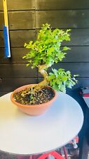 Pre bonsai rosa usato  Reggello