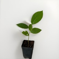 cherimoya trees for sale cherimoya trees for sale La Puente