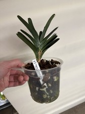 Angraecum lemforde white for sale  Lititz