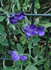 Sweet pea royal for sale  CONSETT