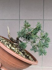 Itoigawa bonsai ginepro usato  Italia