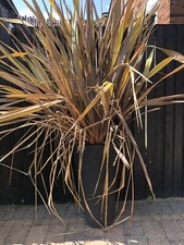 Large yucca style for sale  LEEDS