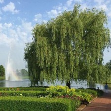 Salix chrysocoma weeping for sale  COLCHESTER