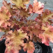Heuchera marmalade 9cm for sale  PRESTON