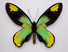 Ornithoptera victoriae victori for sale  BARRY