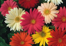 Gerbera jamesonii hybrid for sale  GRANTHAM