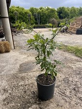 Quercia cerro reali usato  Pontinia