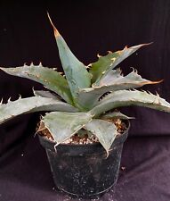Agave titanota cv. for sale  Hallandale