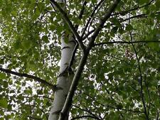 Betula pendula silver for sale  KING'S LYNN