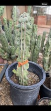 Large fat 3.5 for sale  Wickenburg